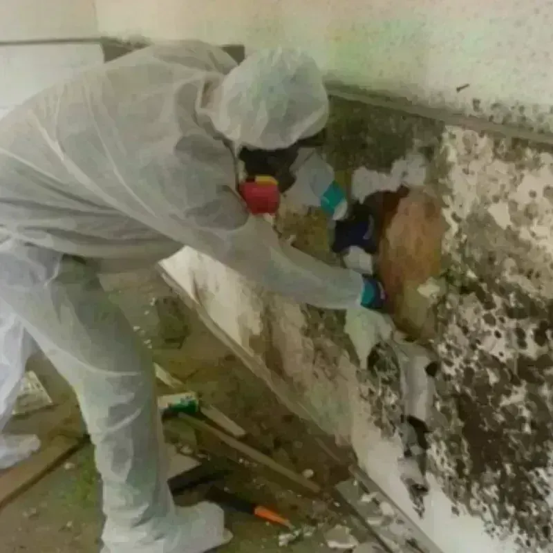 Mold Remediation and Removal in Hanford, CA